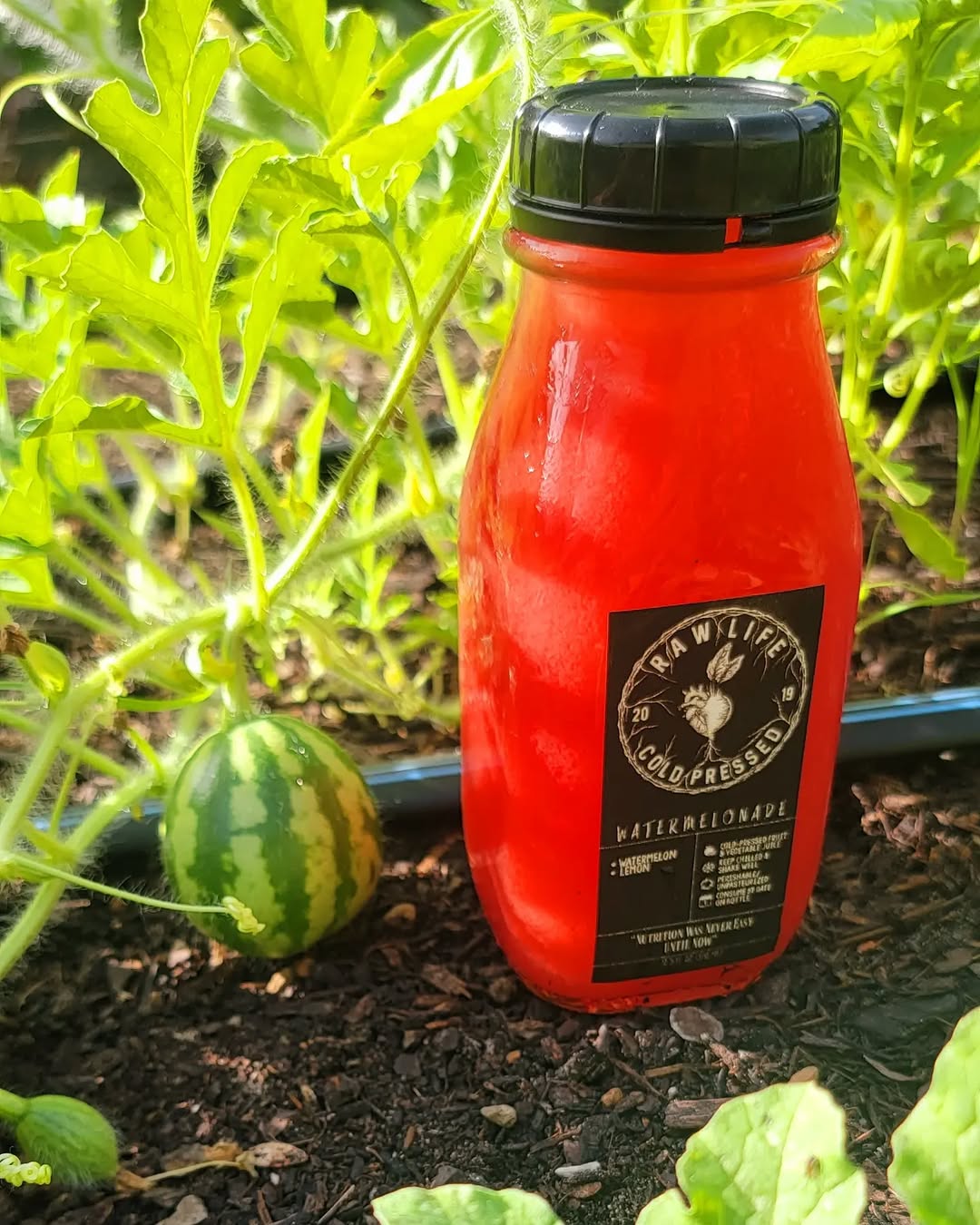 Order Fresh Pickup Bowls and Juices Online